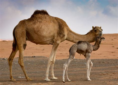 facts about camels in the uae
